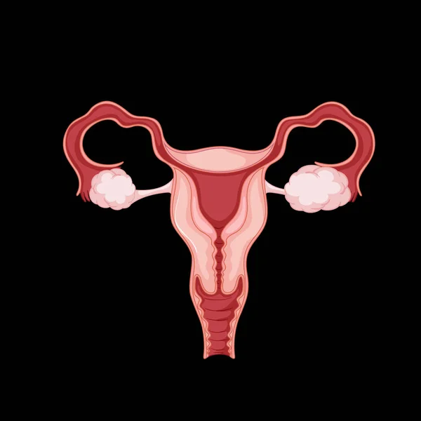 Human Internal Organ Uterus Illustration — Stockvector