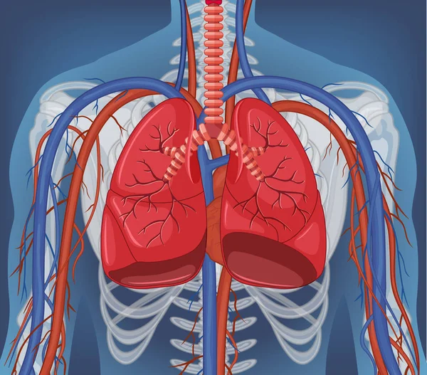 Ray Human Body Internal Organs Illustration — Vetor de Stock