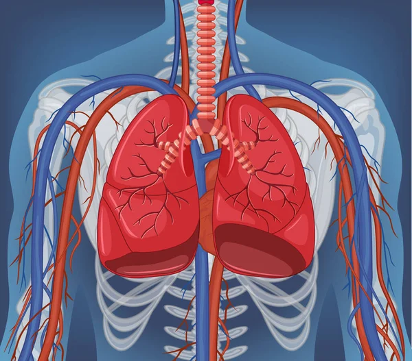 Raggi Del Corpo Umano Con Gli Organi Interni Illustrazione — Vettoriale Stock