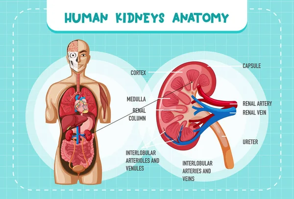 Human Internal Organ Kidney Illustration — Vettoriale Stock