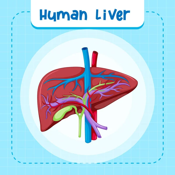 肝臓のイラストを持つ人間の内臓 — ストックベクタ
