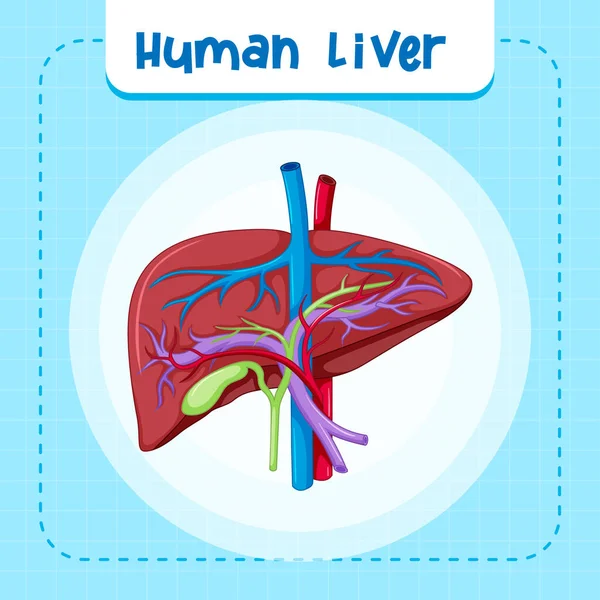 Organe Interne Humain Avec Illustration Foie — Image vectorielle