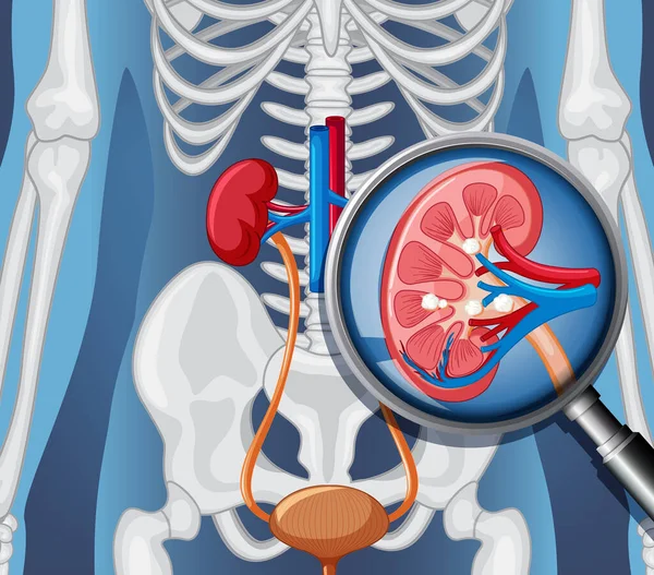 Ray Human Body Internal Organs Illustration — Vettoriale Stock