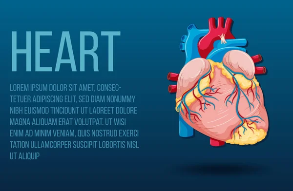 Órgano Interno Humano Con Ilustración Del Corazón — Vector de stock