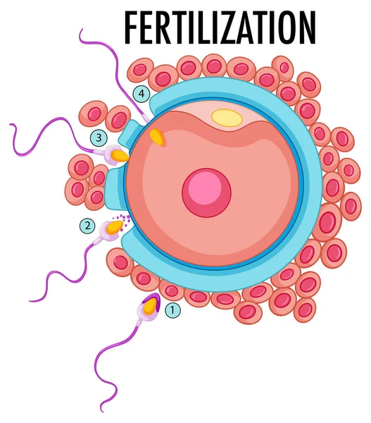 Diagram Showing Fertilization Human Illustration — Stock Vector