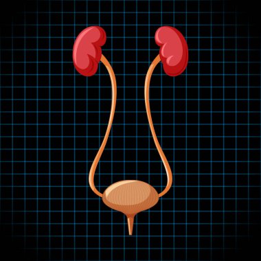 Böbrekleri ve mesanesi olan insan iç organı.