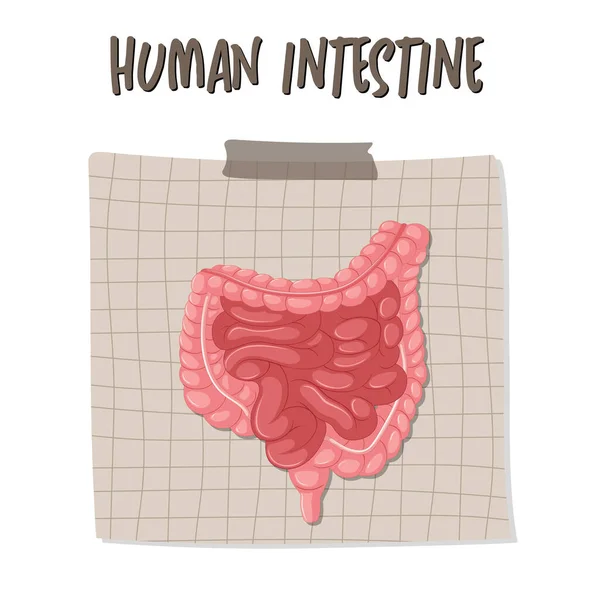 Human Internal Organ Intestine Illustration — Stockvector