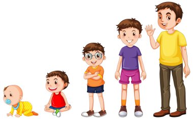 İnsan büyüme çiziminin aşamaları