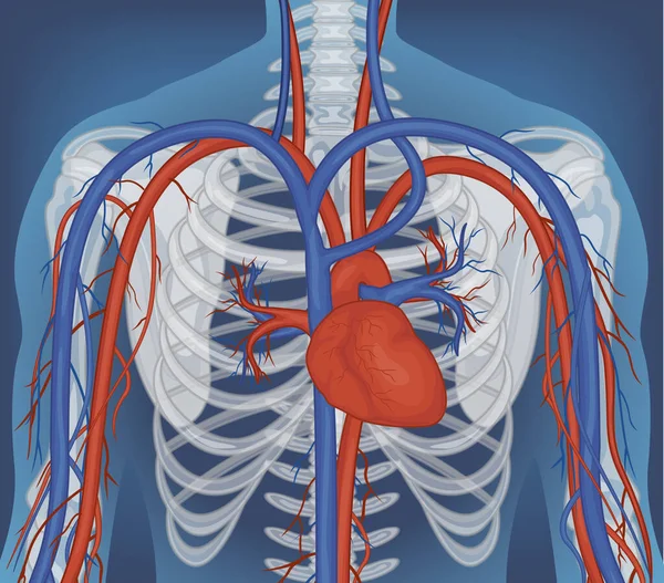 Raggi Del Corpo Umano Con Gli Organi Interni Illustrazione — Vettoriale Stock