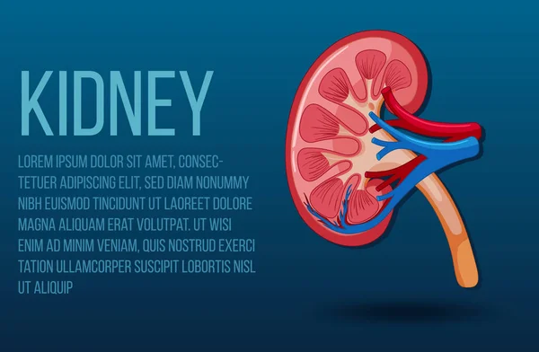 Human Internal Organ Kidney Illustration — Vector de stock