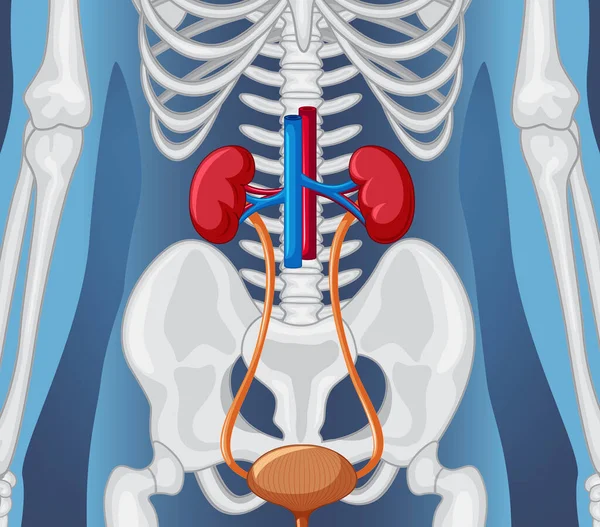 Human Internal Organ Kidneys Bladder Illustration — Stockvector