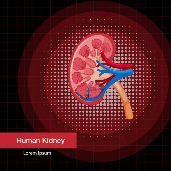 Human Internal Organ Kidney Illustration — Archivo Imágenes Vectoriales