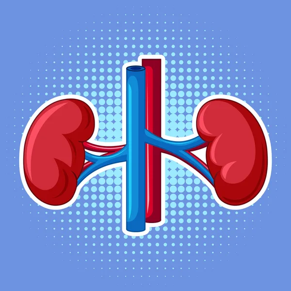 Human Internal Organ Kidney Illustration — Stockvector