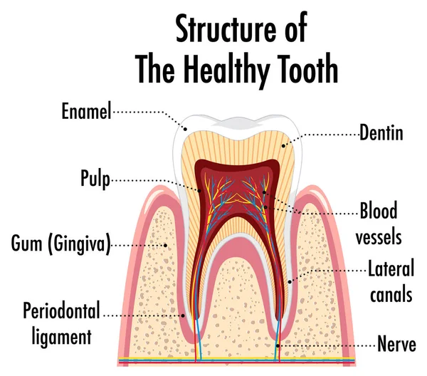 Infografía Del Ser Humano Estructura Ilustración Dental Saludable — Vector de stock