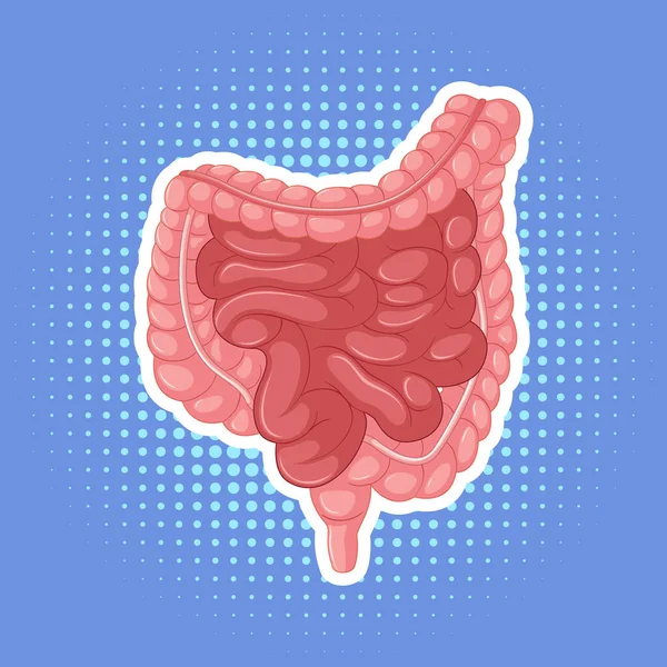 Órgano Interno Humano Con Ilustración Del Intestino — Archivo Imágenes Vectoriales