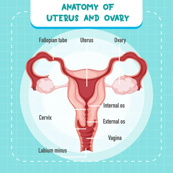 Human Internal Organ Uterus Illustration — Vettoriale Stock