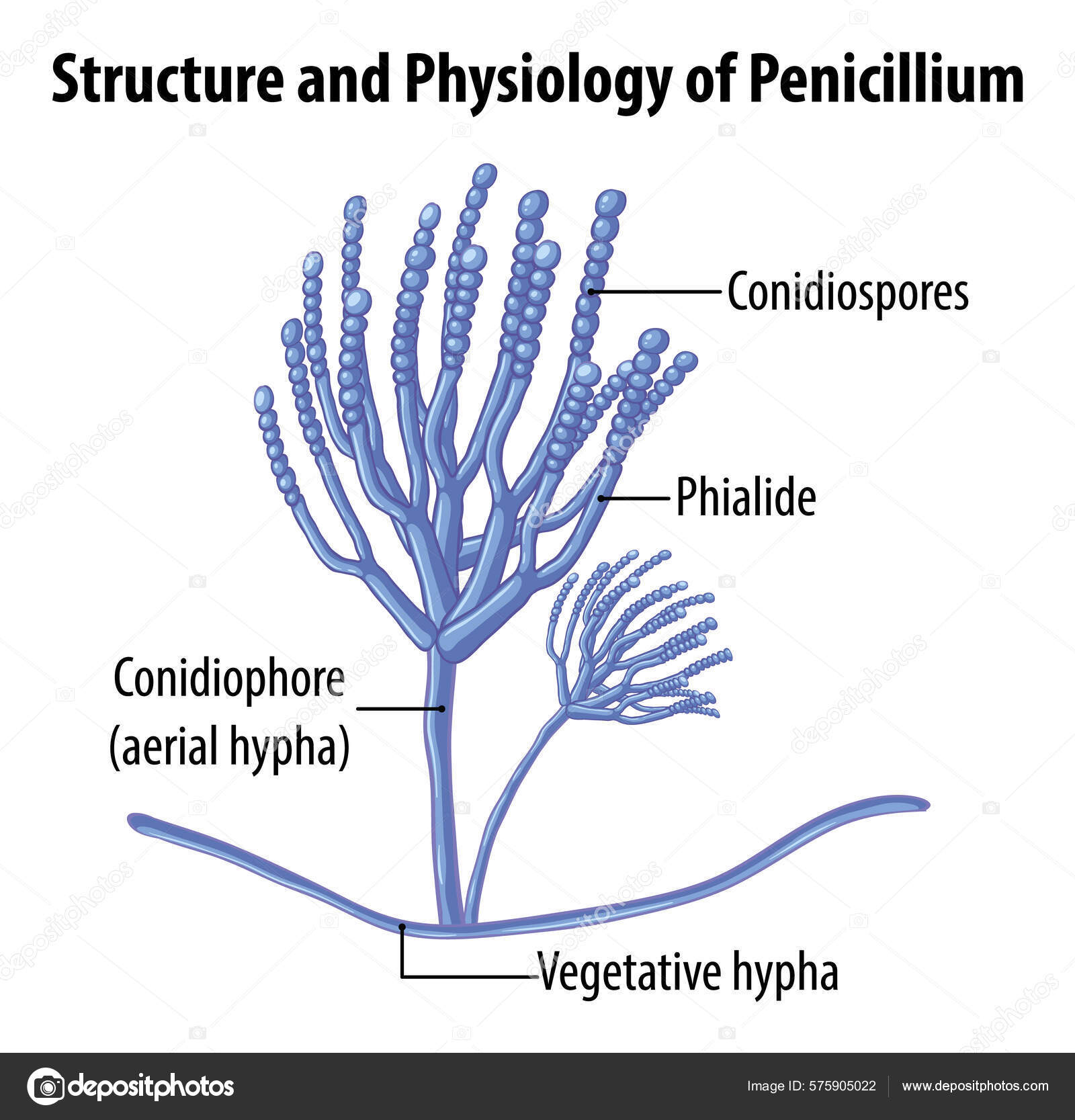 Penicillium Slide