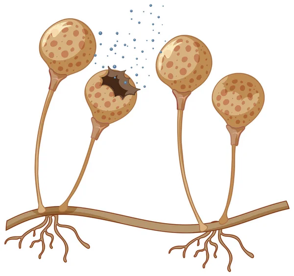 Close Fungus Spores Illustration — Stock Vector