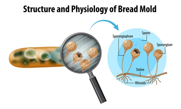 Структура Физиология Иллюстрации Формы Хлеба — стоковый вектор