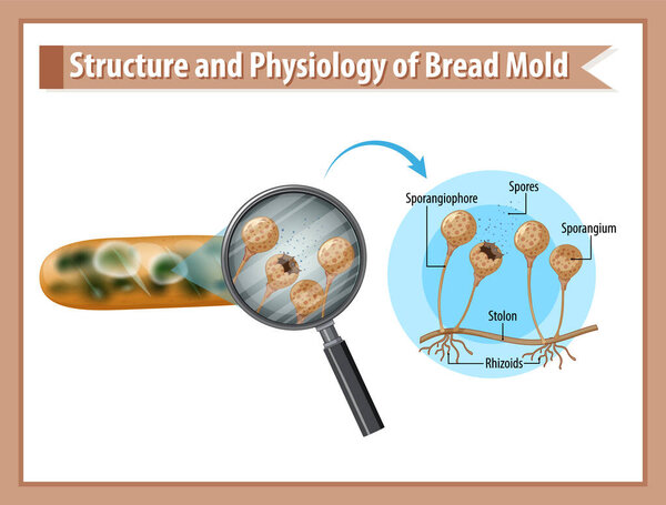 Structure and Physiology of Bread Mold illustration