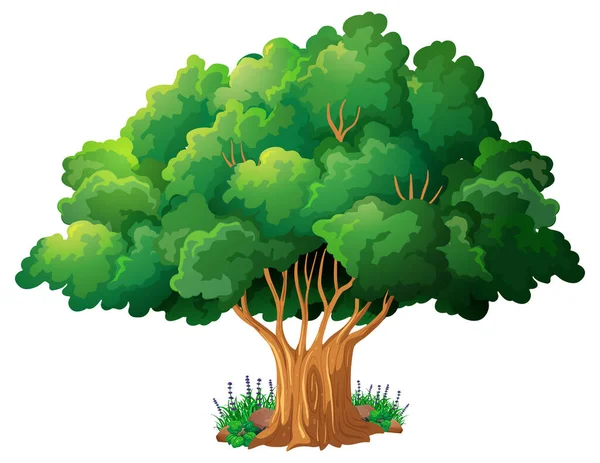 Árbol Grande Ilustración Dibujos Animados Aislados — Vector de stock