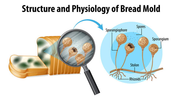 structure and physiology of bread mold illustration