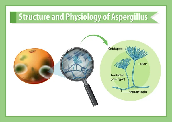 Structure Physiology Orange Mold Illustration — Stockový vektor