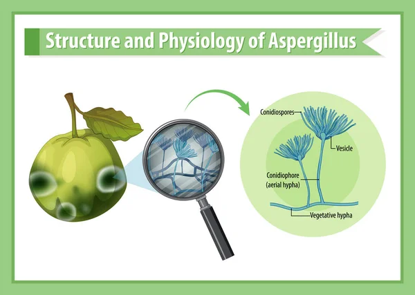 Structure Physiology Guava Aspergillus Illustration —  Vetores de Stock
