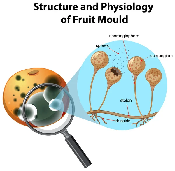 Structure Physiology Orange Mold Illustration —  Vetores de Stock