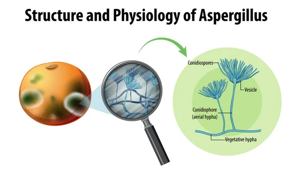 Structure Physiology Orange Aspergillus Illustration — Stockový vektor