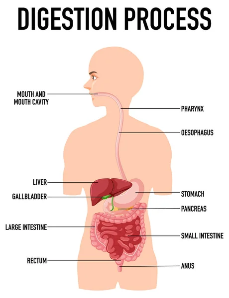 Diagram Showing Digestion Process Human Illustration — Stockový vektor