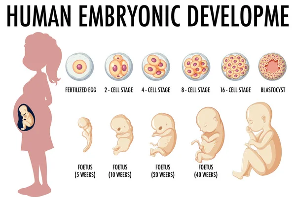 Diagrama Que Muestra Ilustración Del Desarrollo Embrionario Humano — Archivo Imágenes Vectoriales