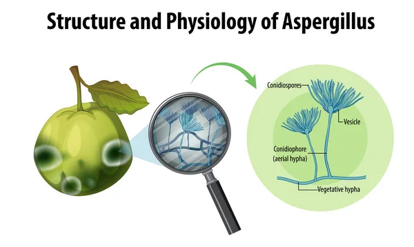 Structure Physiology Guava Aspergillus Illustration — Archivo Imágenes Vectoriales