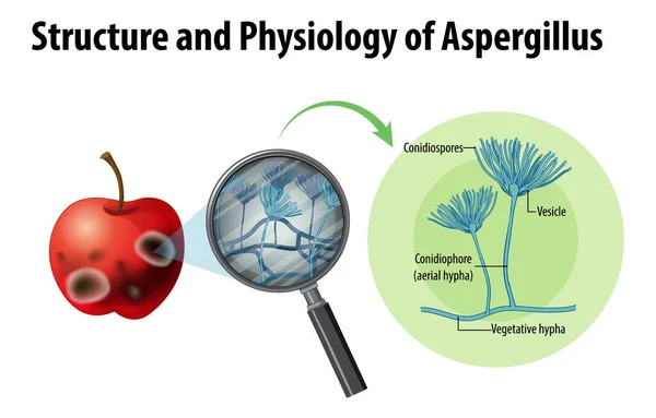 Структура Физиология Иллюстрации Яблочного Аспергилла — стоковый вектор
