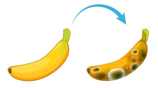 Banana Decomposta Non Digeribile Con Illustrazione Dello Stampo — Vettoriale Stock