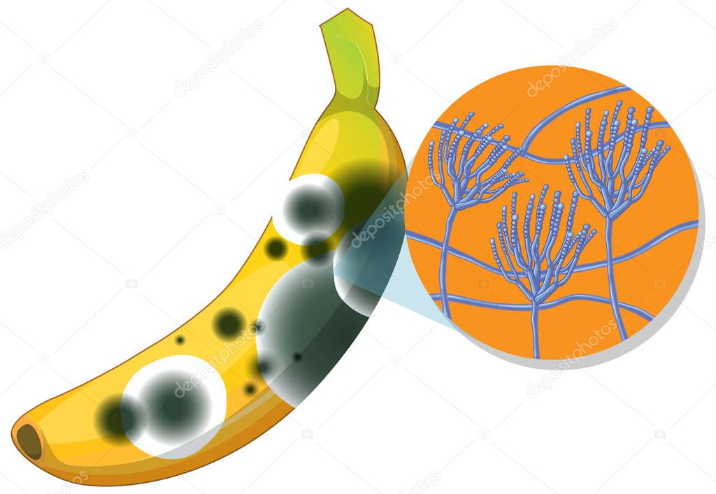 Inedible decomposed banana with mould illustration
