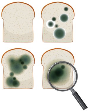 Inedible bread with mould illustration clipart