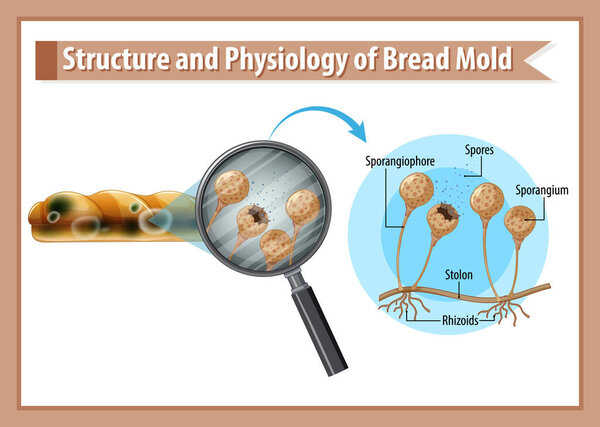 Structure and Physiology of Bread Mold illustration