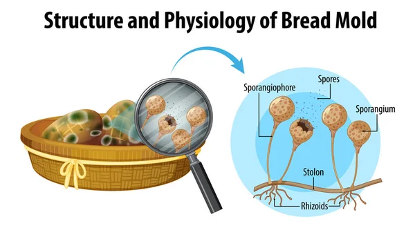 Struktur Und Physiologie Der Brotschimmelpilze — Stockvektor