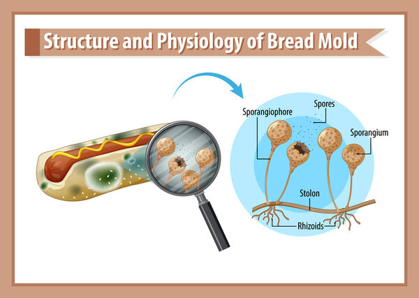 structure and physiology of bread mold illustration