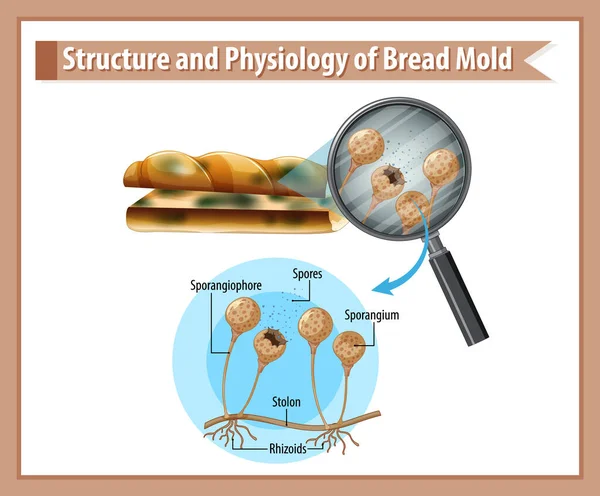 Структура Фізіологія Ілюстрації Хлібної Форми — стоковий вектор