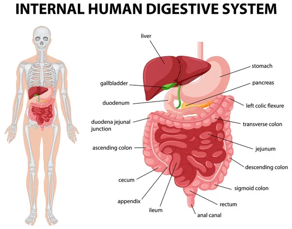 Diagrama Que Muestra Ilustración Interna Del Sistema Digestivo Humano — Archivo Imágenes Vectoriales