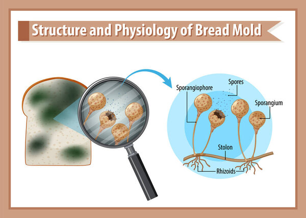 Structure and Physiology of Bread Mold illustration