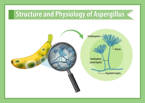 Estrutura Fisiologia Banana Ilustração Aspergillus —  Vetores de Stock