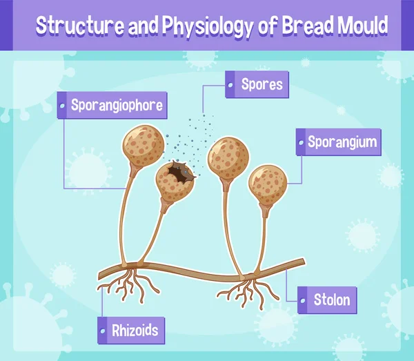 パン型図の構造と生理 — ストックベクタ