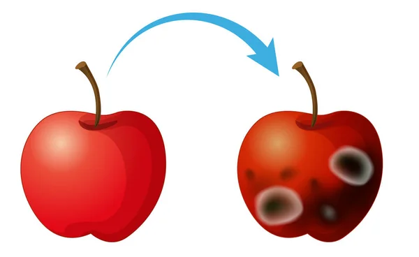 Ungenießbarer Zersetzter Apfel Mit Schimmelpilzabbildung — Stockvektor