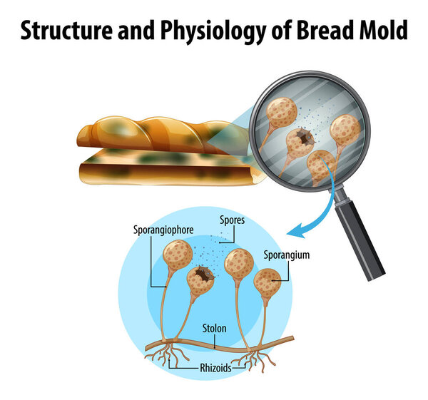 Structure and Physiology of bread mold illustration