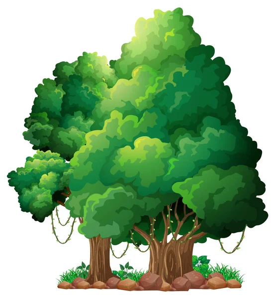 Velký Strom Izolované Kreslené Ilustrace — Stockový vektor