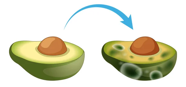 Abacate Decomposto Indelével Com Ilustração Molde — Vetor de Stock