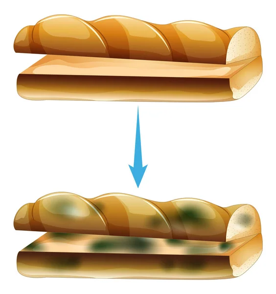 Pan Inestable Con Ilustración Moho — Vector de stock